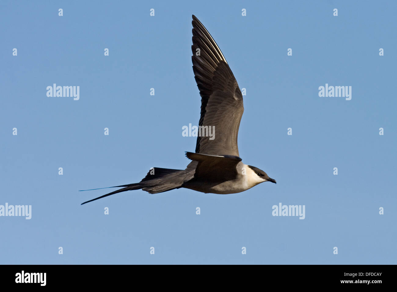 Long tailed skua hi-res stock photography and images - Alamy