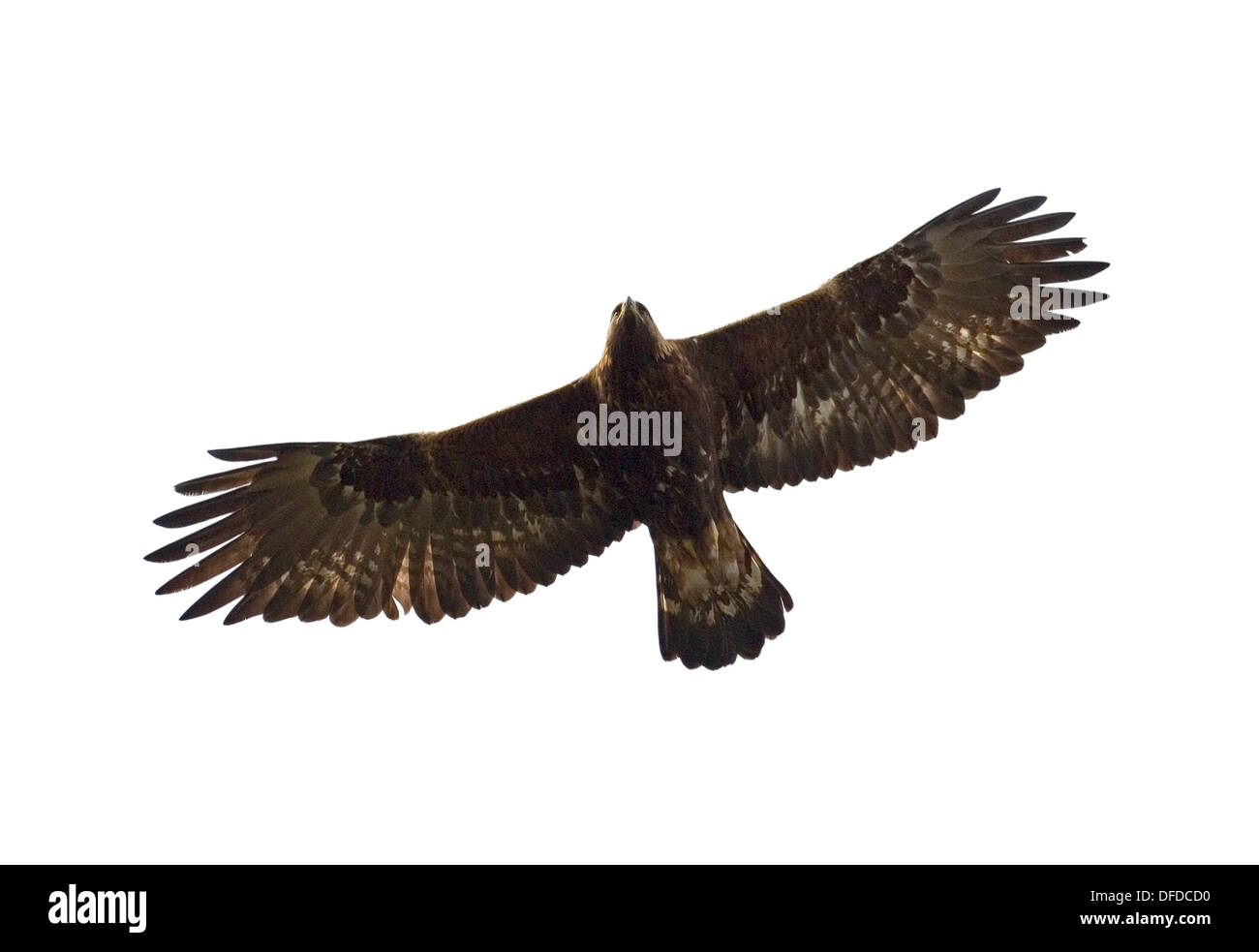 Golden Eagle Aquila chrysaetos Stock Photo