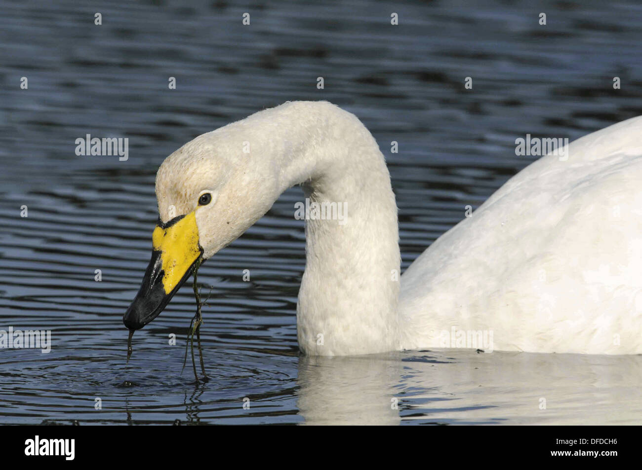 Whooper Swan Cygnus cygnus Stock Photo