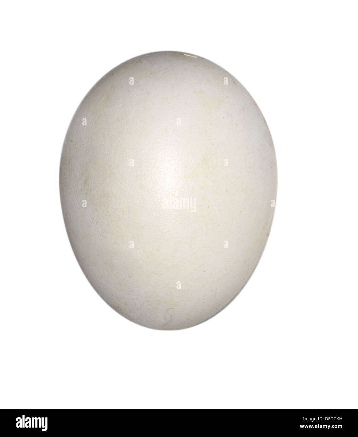 Dove eggs hires stock photography and images Alamy