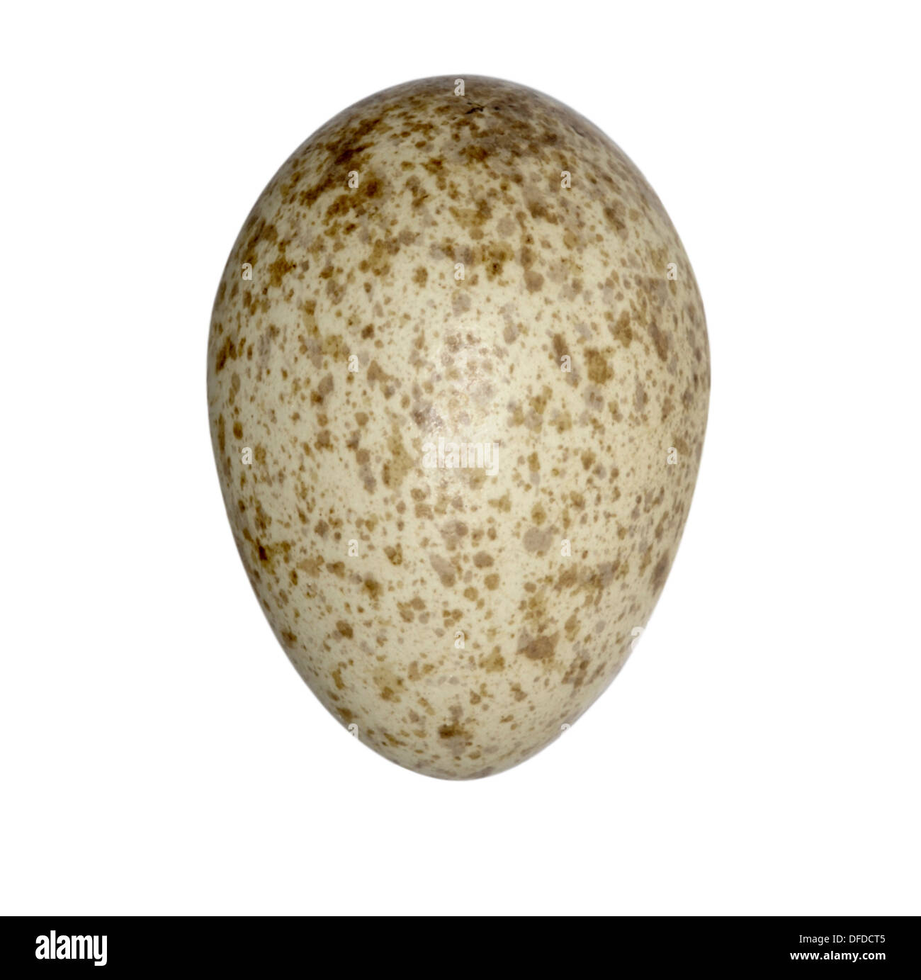 Magpie egg hires stock photography and images Alamy