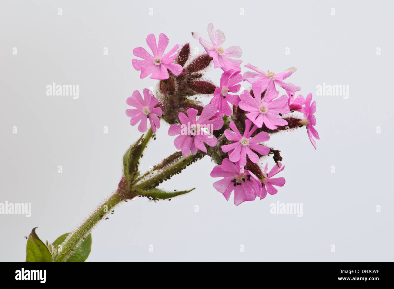 A head of red campion (Silene dioica) flowers covered in dew-drops and with a thriving population of blackfly and pollen beetles Stock Photo