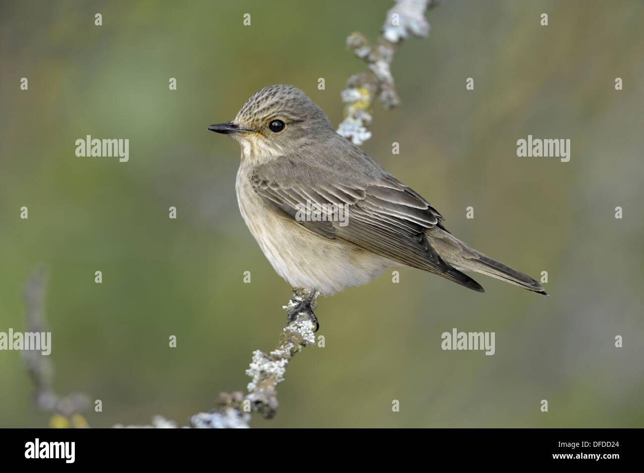 Spotted Flycatcher Muscicapa striata Stock Photo