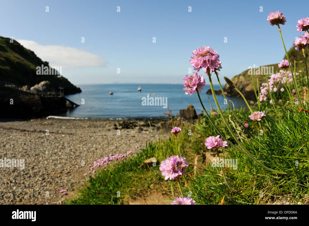 Thrift (Armeria maritima) flowering near the beach at the inlet of Martin's Haven, St Bride's Bay, Pembrokeshire, Wales. May. Stock Photo