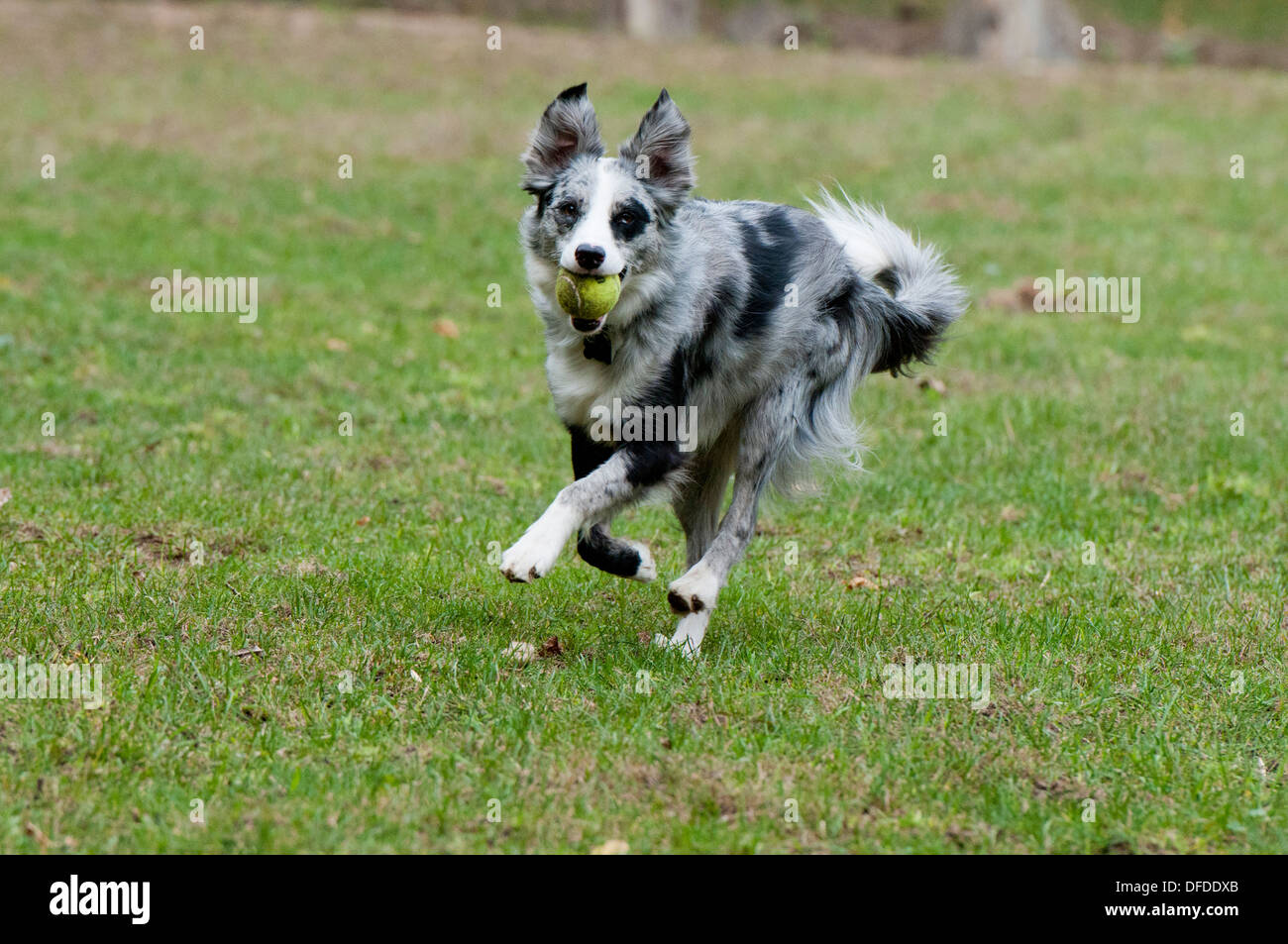 Premium Photo  Sitting and panting blue merle border collie on purple