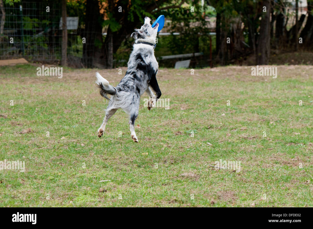 Border collie catching Frisbee Stock Photo