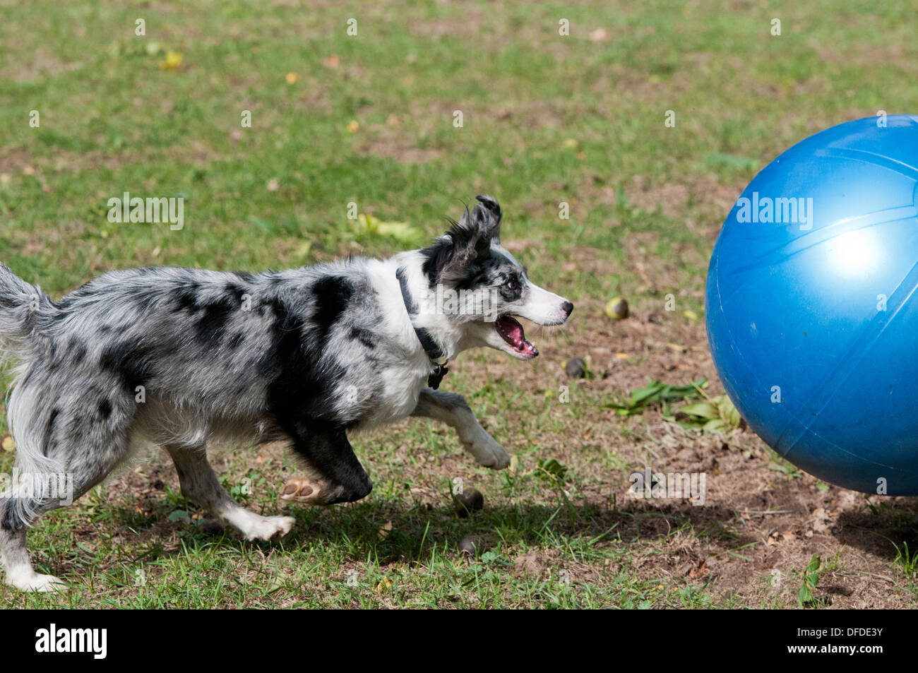 Border collie playing with large ball Stock Photo Alamy