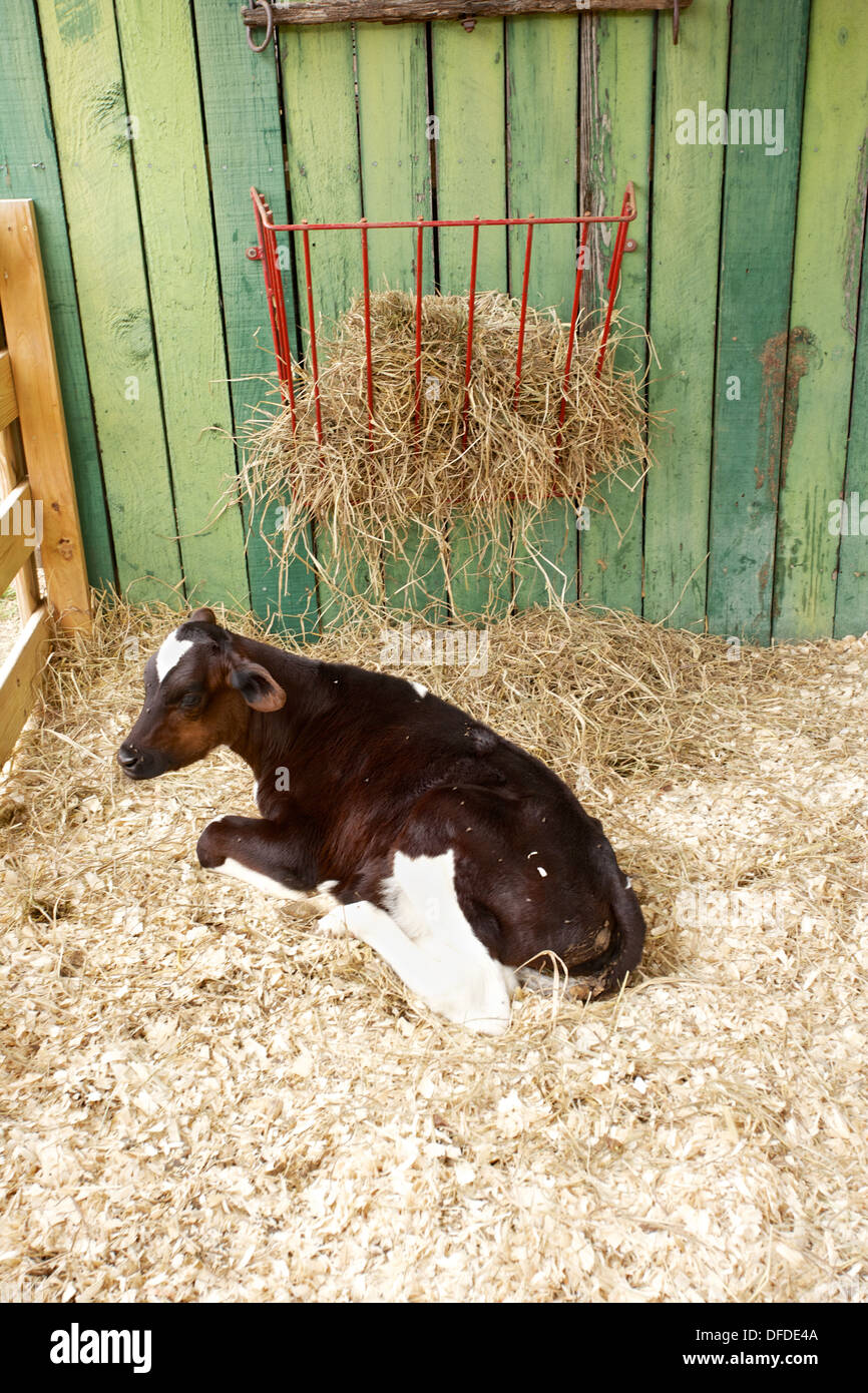 Baby cow calves in a barn stall laying down Stock Photo Alamy