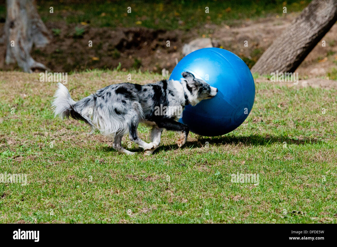 large herding balls for dogs