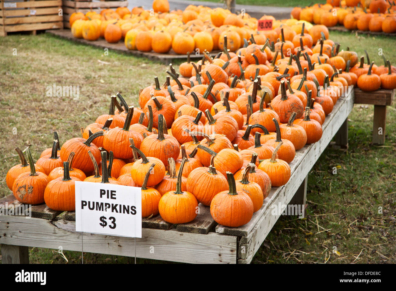 Multiple pumpkins on display for sail at a farmers market festival in the fall. Stock Photo