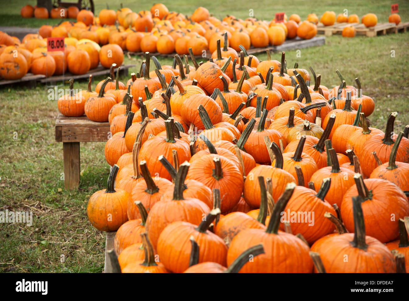 Multiple pumpkins on display for sail at a farmers market festival in the fall. Stock Photo