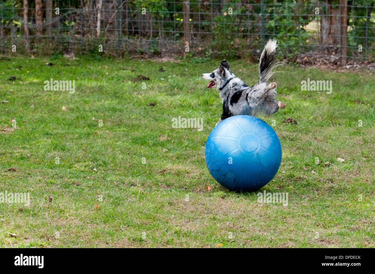 herding ball border collie