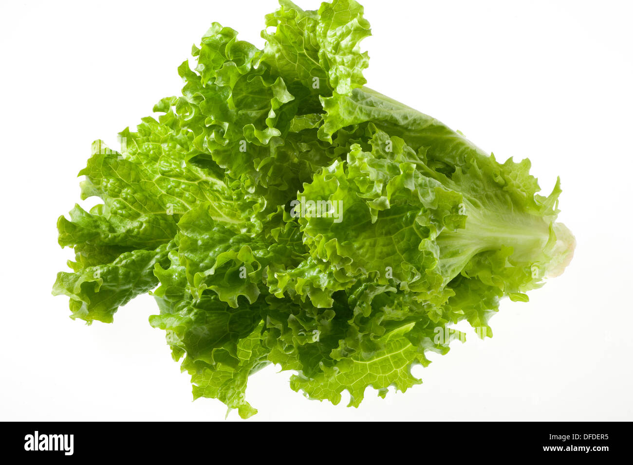 Sunny Leaf Lettuce Stock Photo - Alamy
