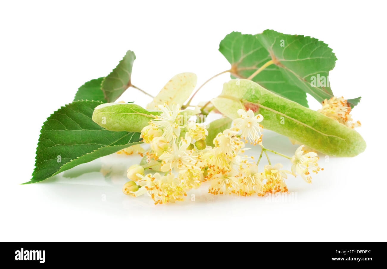 Branch of linden flowers isolated on white background Stock Photo