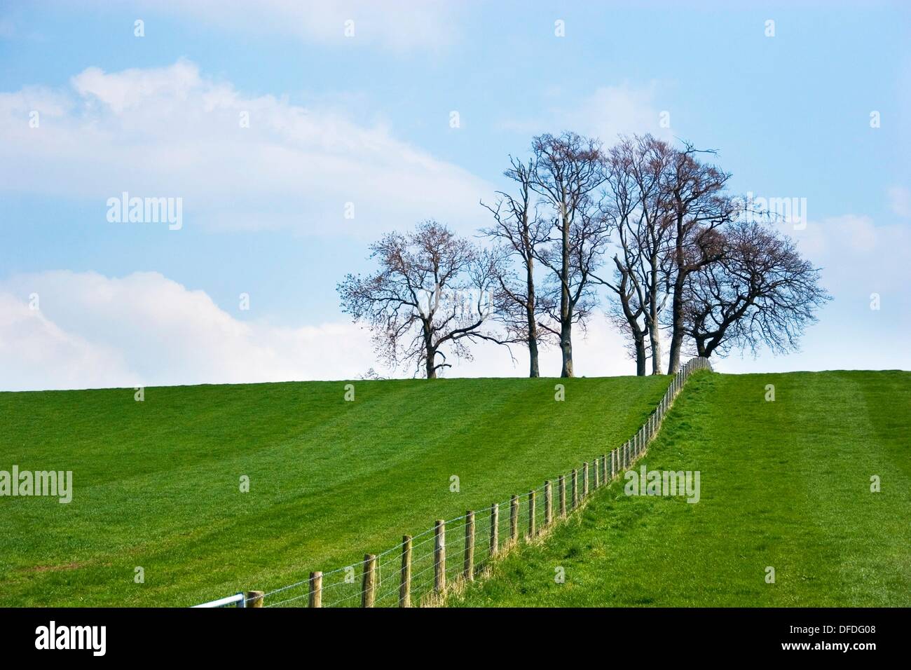 A stand of trees between two fields separated by a fence Stock Photo Alamy