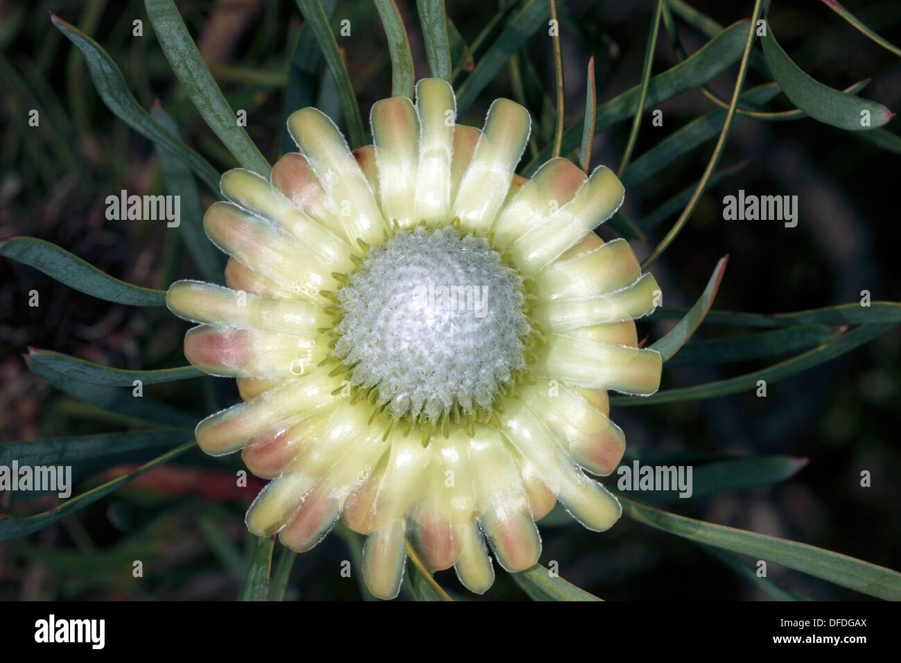 Close up of single Thistle Protea / Sugarbush flower- Protea scolymocephala- Family Proteaceae Stock Photo
