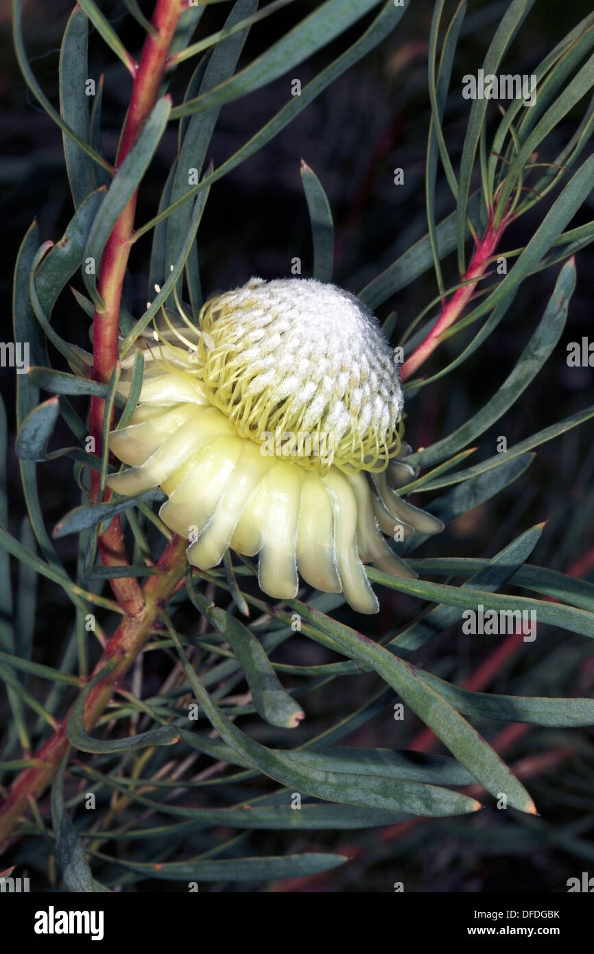 Thistle Protea /Sugarbush- Protea scolymocephala - Family Proteaceae Stock Photo