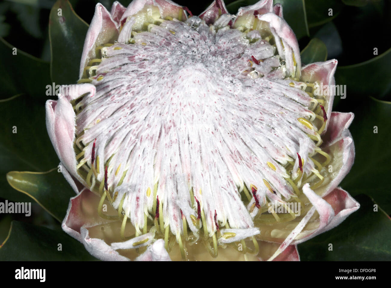 Close-up of a King Protea - Protea cynaroides - Family Proteaceae Stock Photo