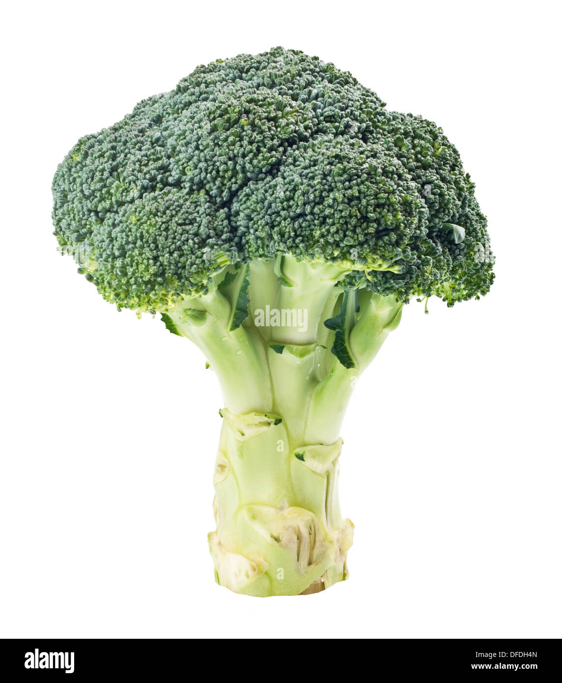green broccoli isolated on White Background Stock Photo