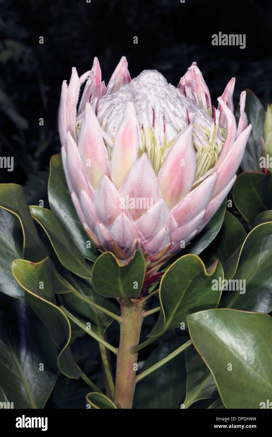 King Protea partl-opened - Protea cynaroides - Family Proteaceae Stock Photo