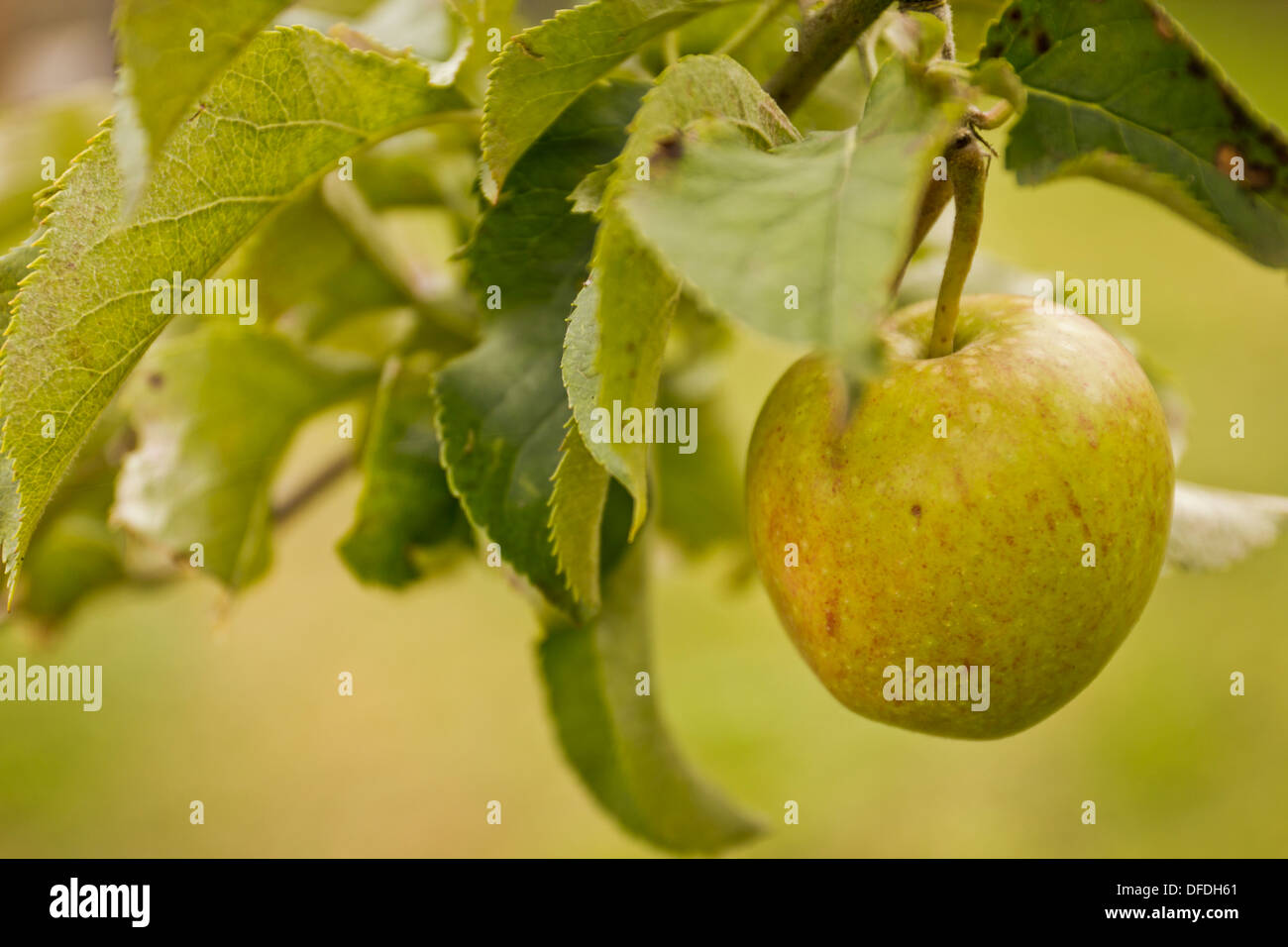 Apple hanging from tree hires stock photography and images Alamy