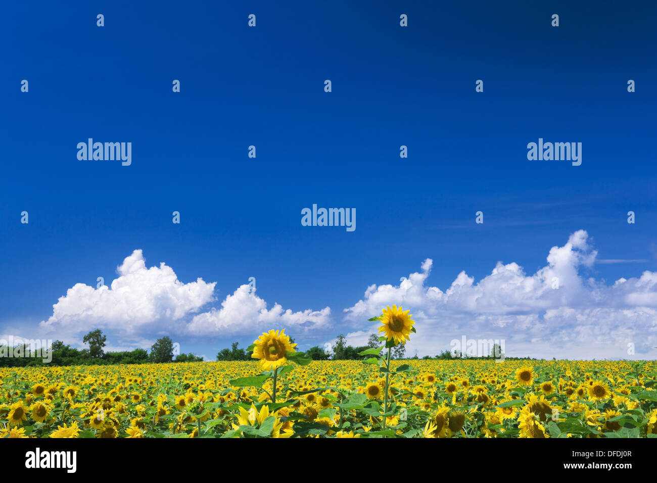 Sunflower Park, Hokuryu, Hokkaido, Japan Stock Photo Alamy