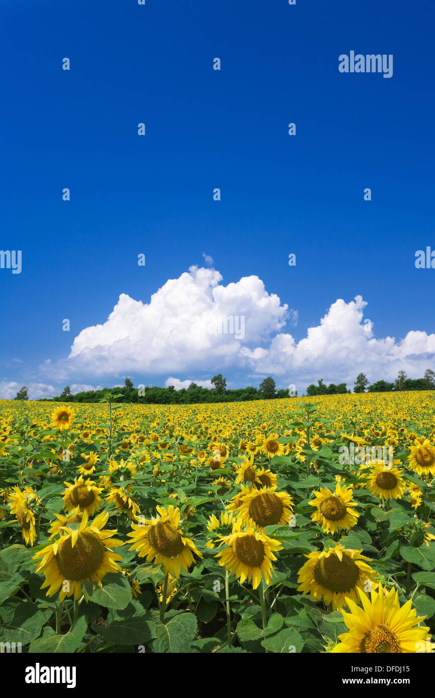 Sunflower Park, Hokuryu, Hokkaido, Japan Stock Photo Alamy