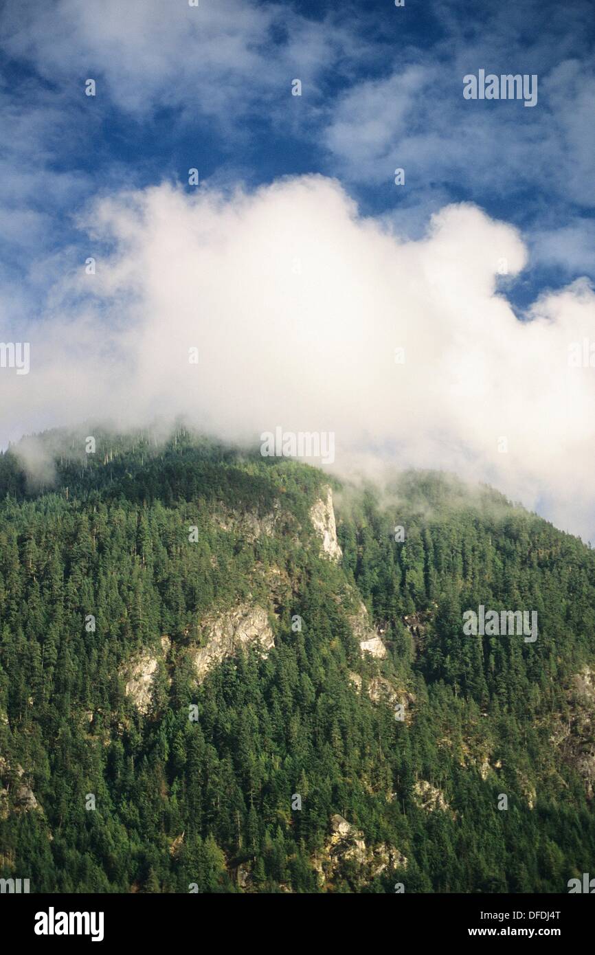 forested mountainside with low stratus cloud, fog, Sechelt Inlet, British Columbia, Canada Stock Photo