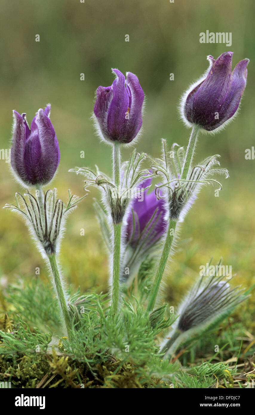 Pasque flowers (Pulsatilla vulgaris). Lorraine, France Stock Photo Alamy