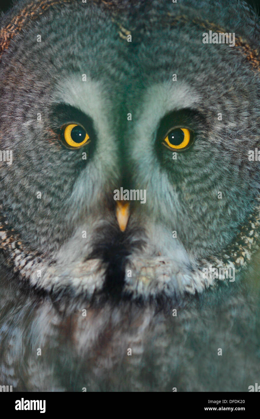 Portrait Of A Great Grey Owl (Strix nebulosa) Stock Photo