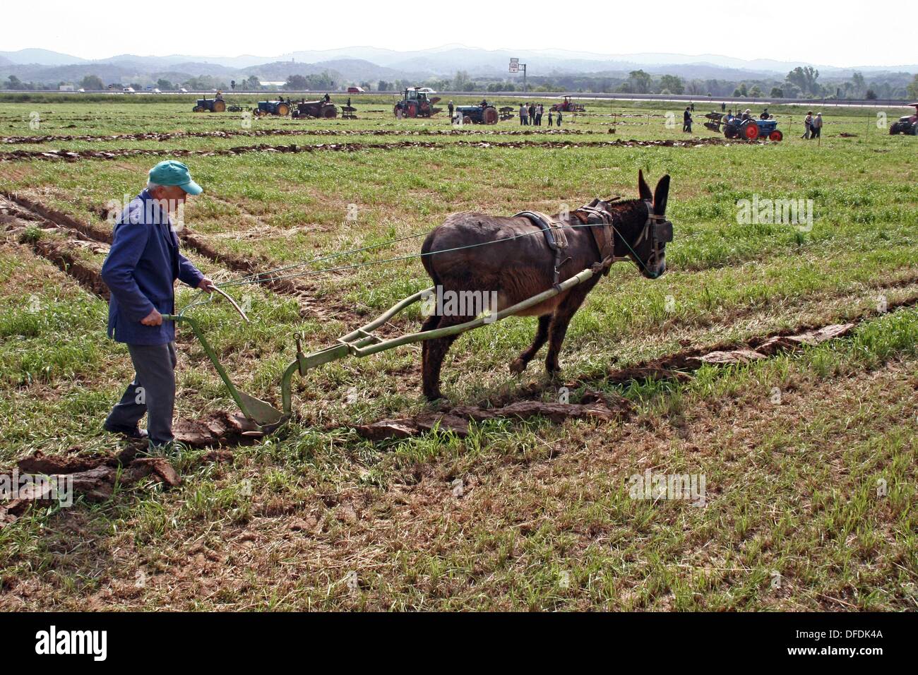 Donkey with a plow, agricultural work Stock Photo 61151338 Alamy