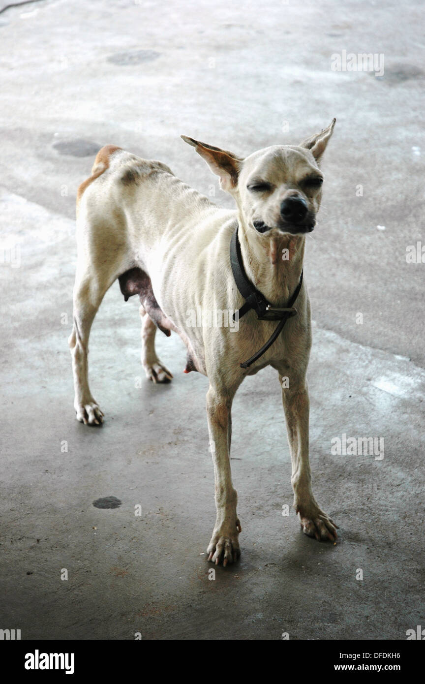 Can Dogs Starve Themselves To Death