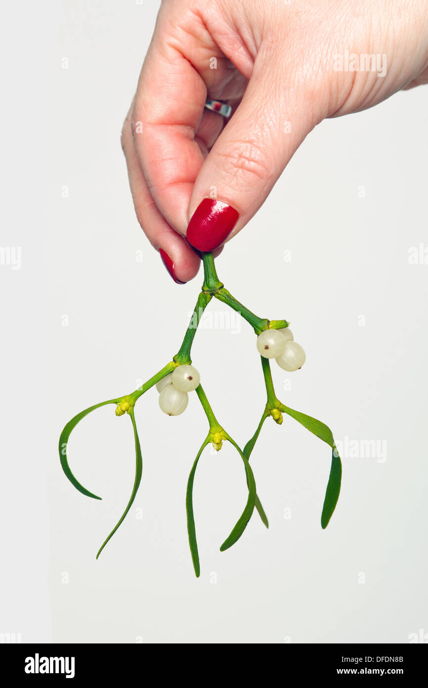 A womans hand holding a sprig of mistletoe. Stock Photo