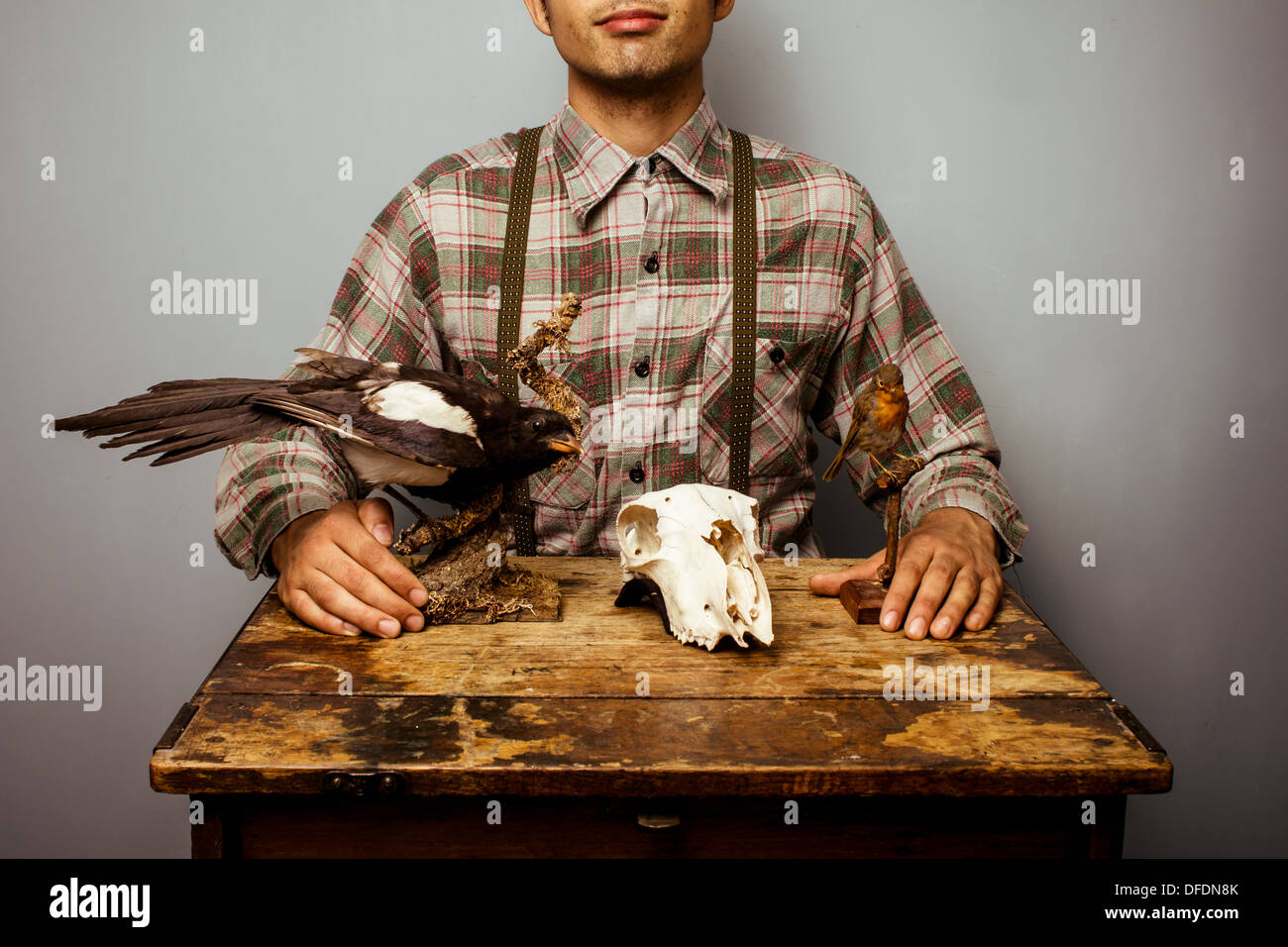 Young man is sitting at desk with taxidermy diorama Stock Photo