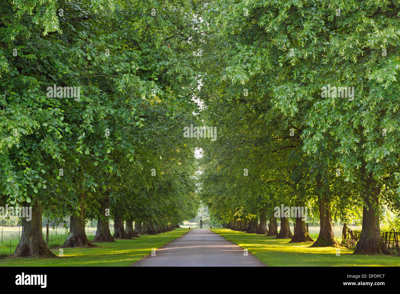 Late evening sunlight shining through the gaps of a Lime tree lined country road. Stock Photo