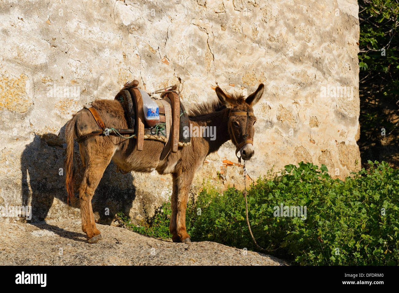 Turkey,  Donkey standing at wall Stock Photo