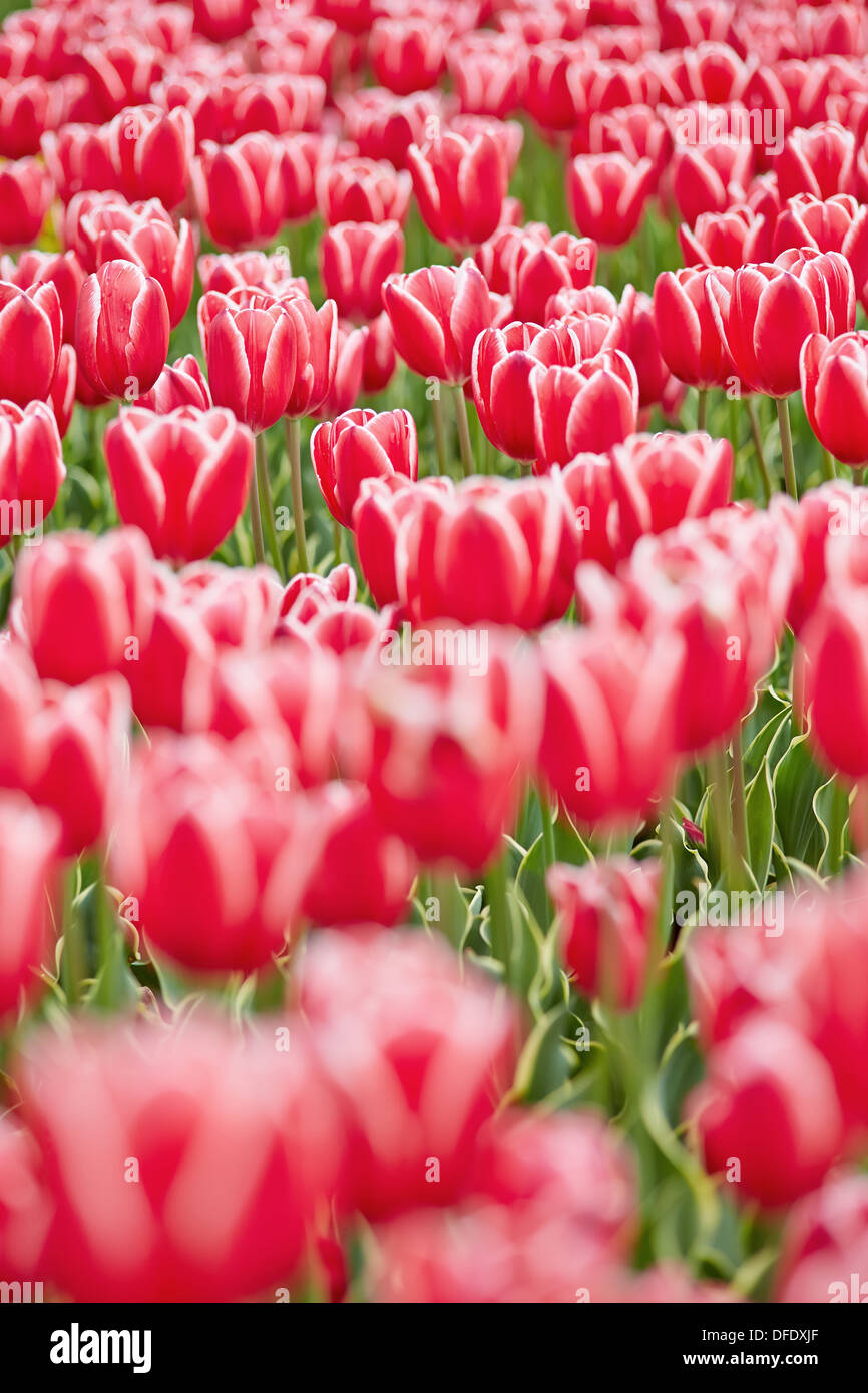 Red tulips blooming in a field in spring Stock Photo - Alamy