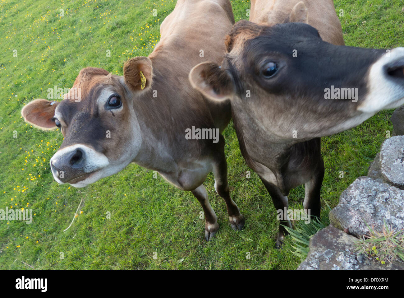 cows in a field staring at camera Stock Photo - Alamy