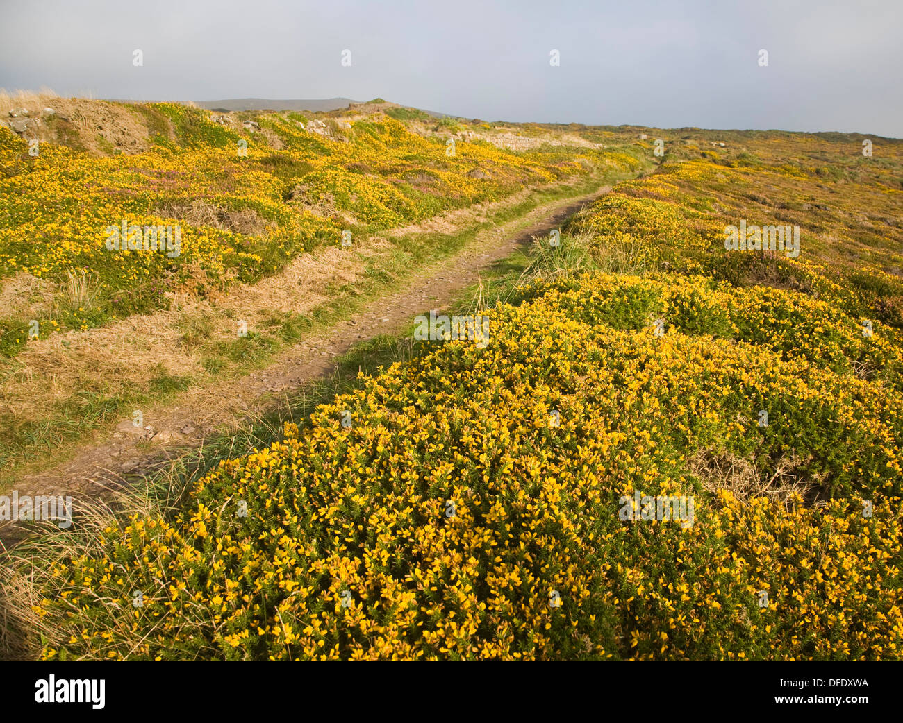 Cliff top scenery at St Agnes head, Cornwall, England Stock Photo Alamy