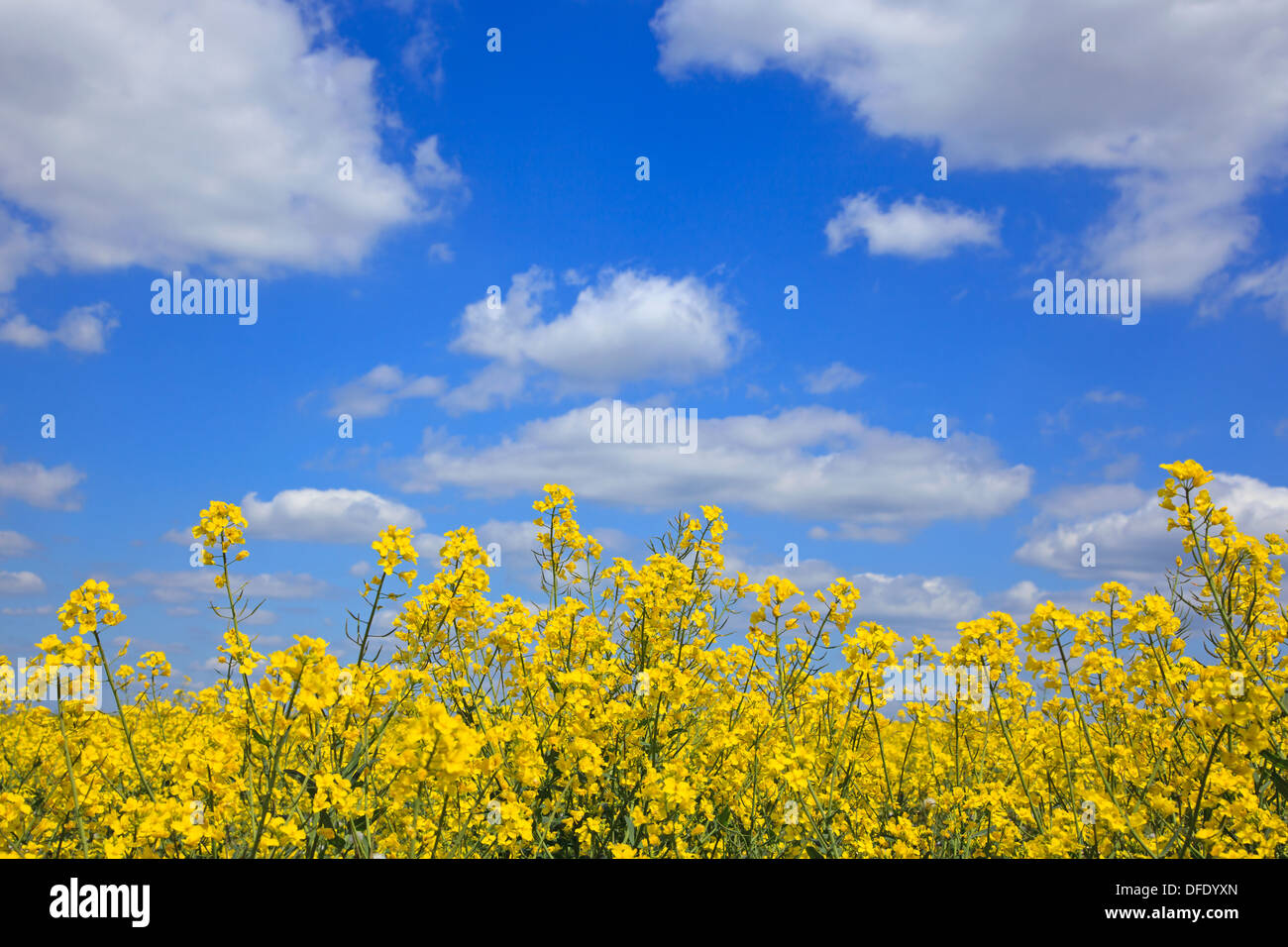 Yellow rapeseed flowers against a bright blue sky with white clouds on a sunny day as spring turns into summer. Stock Photo