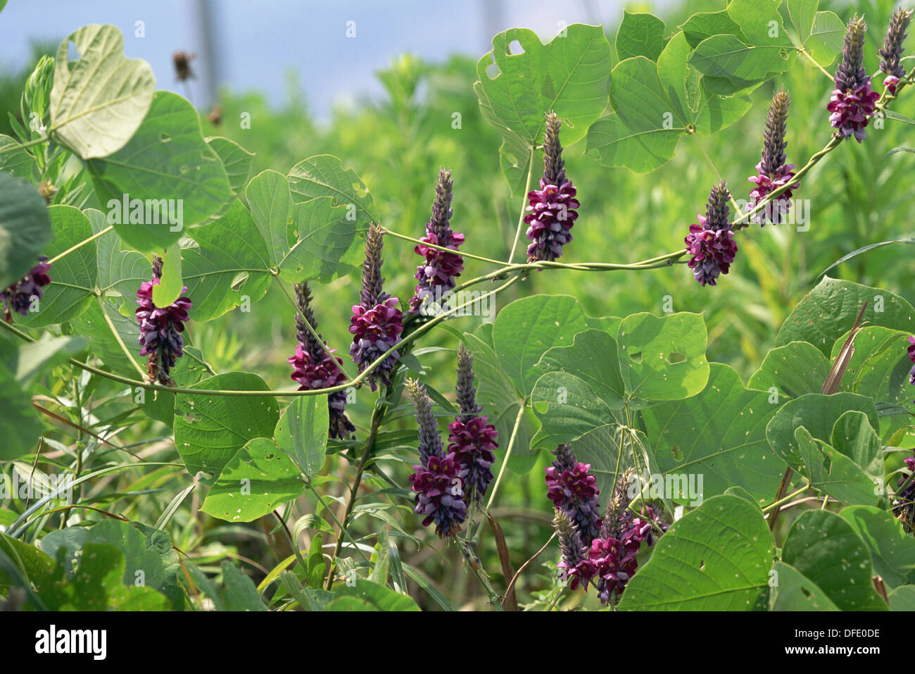 Kudzu plant hires stock photography and images Alamy