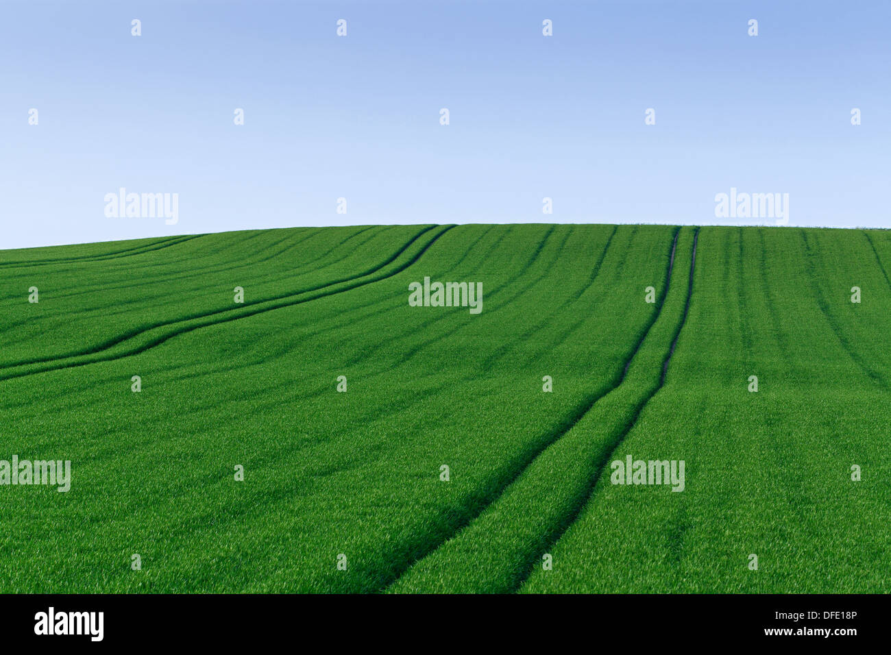 A green field crop within the South Downs National Park Stock Photo
