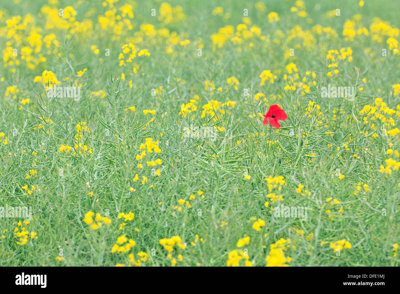 A single Poppy in a field within the South Downs national park Stock Photo