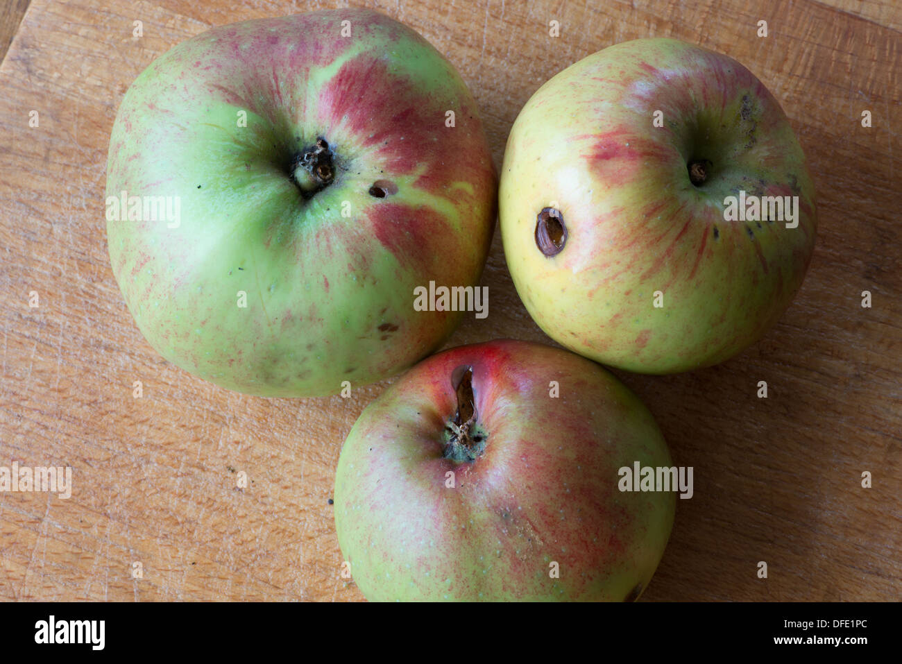 UK Hertfordshire windfall Bramley cooking apples Stock Photo Alamy