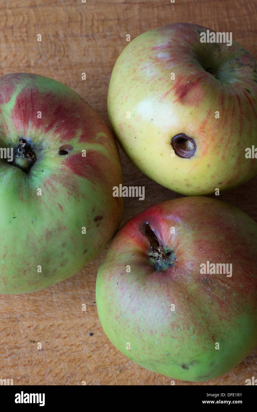 UK Hertfordshire windfall Bramley cooking apples Stock Photo