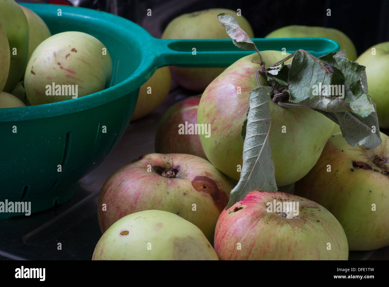 UK Hertfordshire windfall Bramley cooking apples Stock Photo Alamy