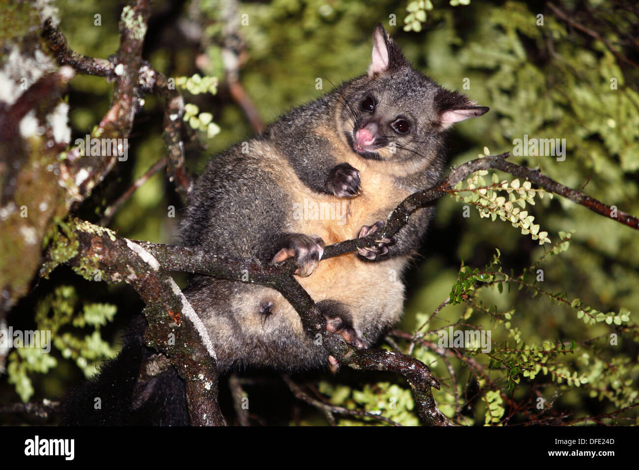 Common Brushtail Possum Trichosurus vulpecula Tasmania, Australia Stock Photo Alamy