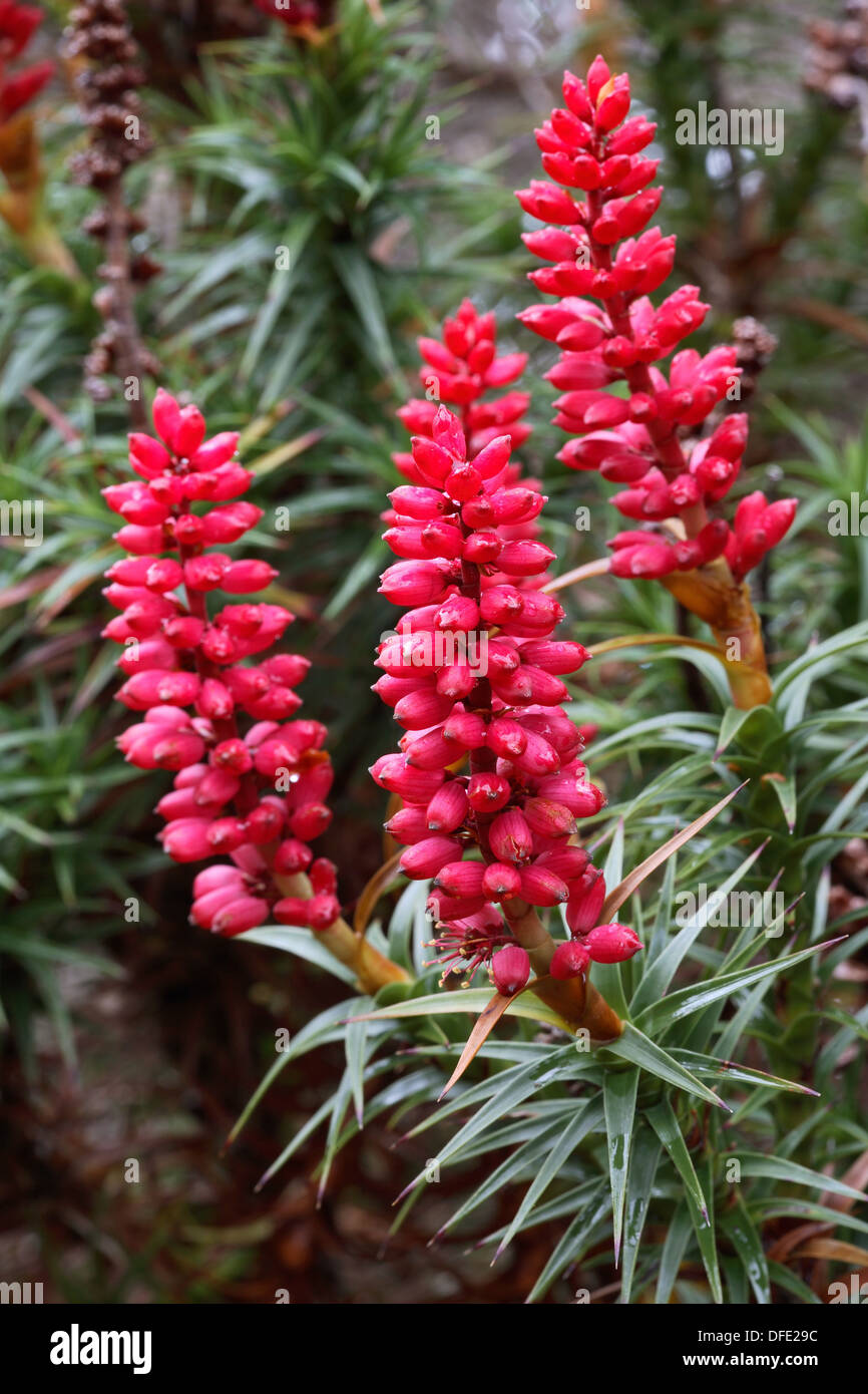 Richea scoparia plant Mt Field National Park, Tasmania, Australia Stock