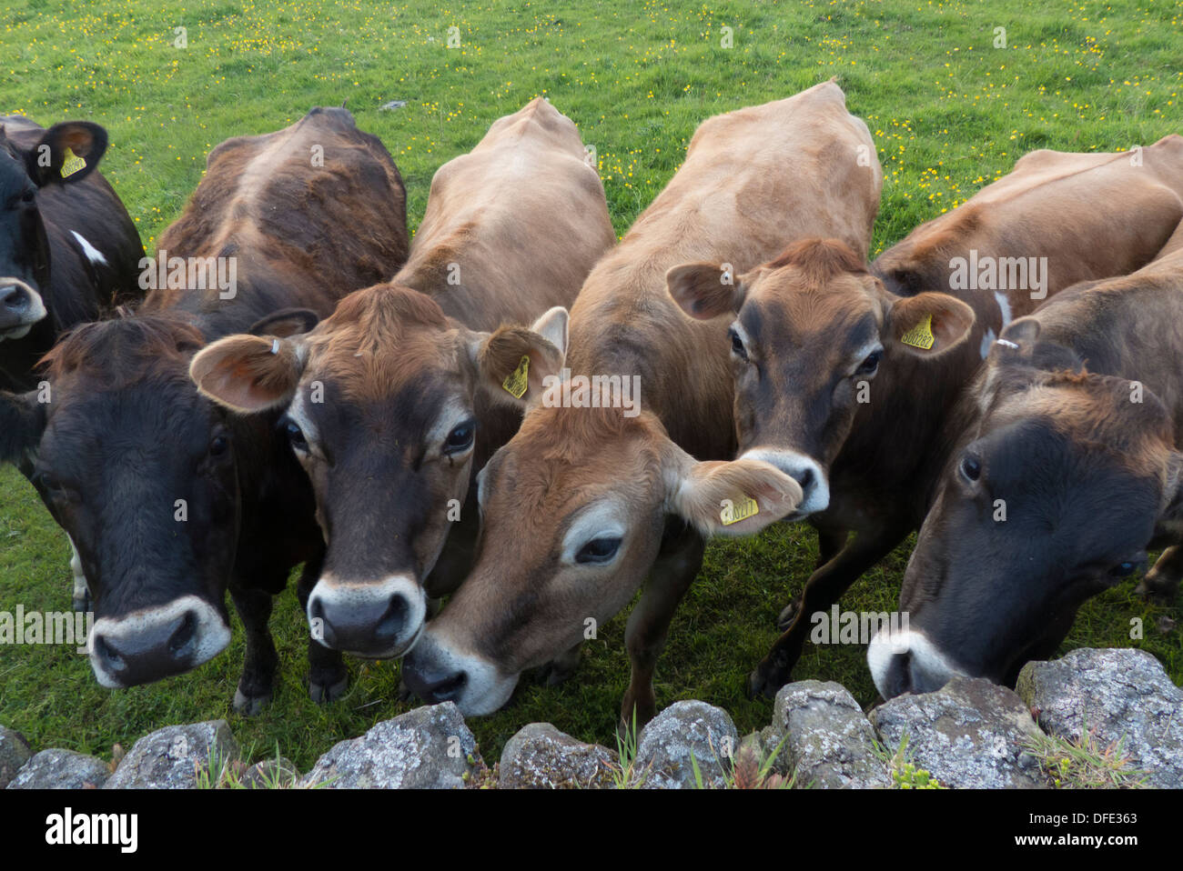 cows in a field staring at camera Stock Photo - Alamy