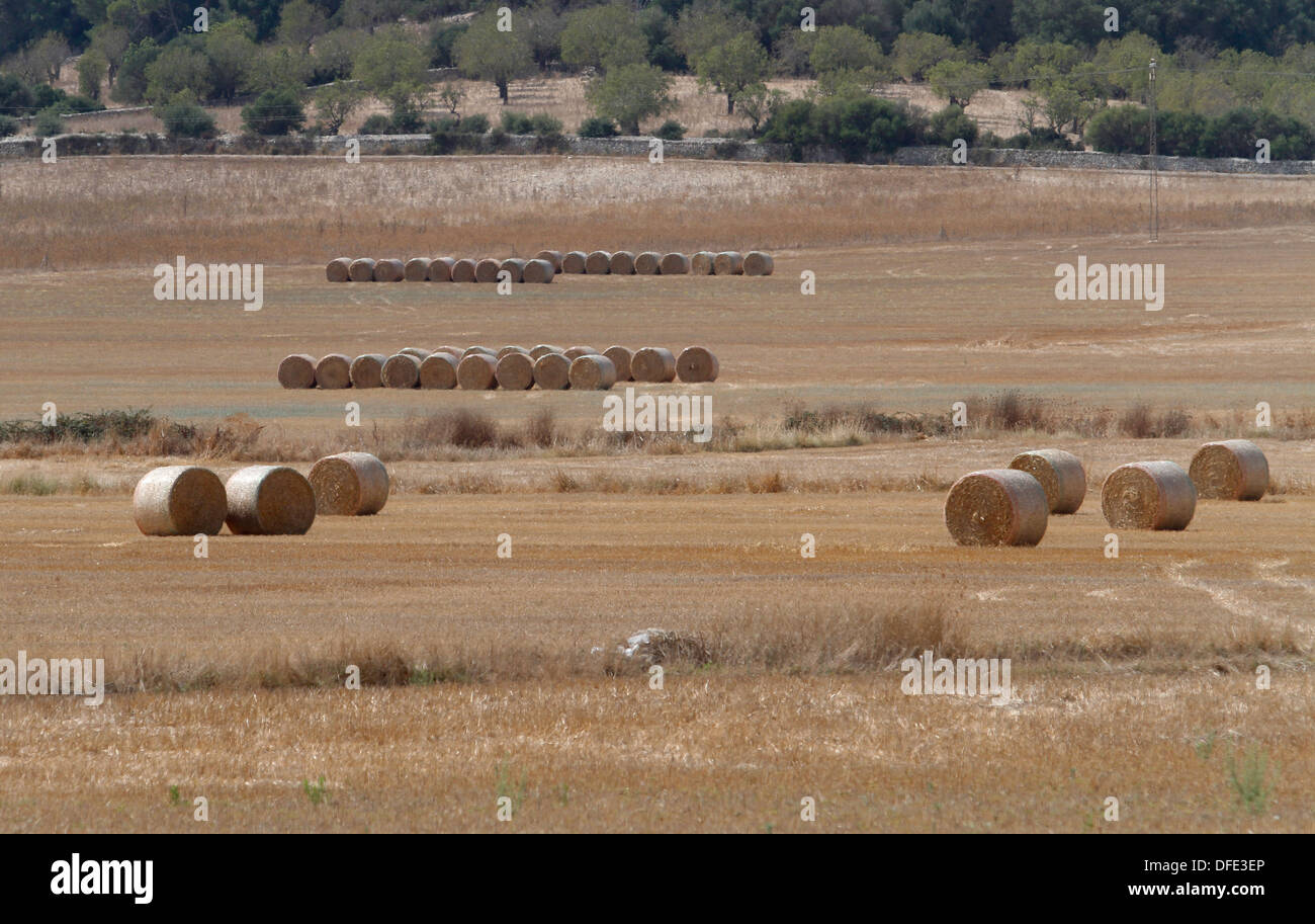 Thatching basket making it is usually gathered in straw bale hires